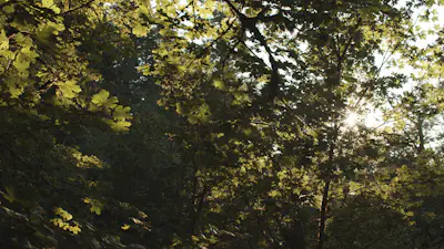 Forest Falls 02 | Church Motion Graphics