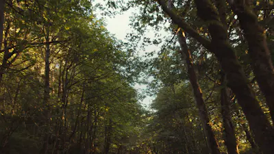 Forest Drive 02 | Church Motion Graphics