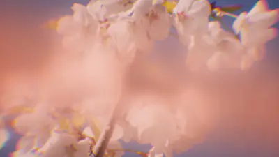 Dreamy Blossoms Peach | Church Motion Graphics