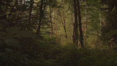 Forest Falls 07 | Church Motion Graphics