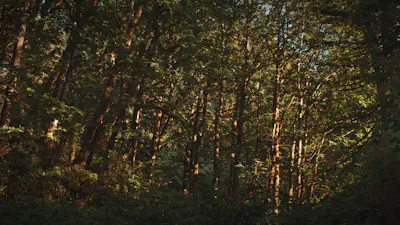 Forest Falls 06 | Church Motion Graphics
